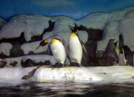 Dalian Tiger Beach Ocean Park Penguins